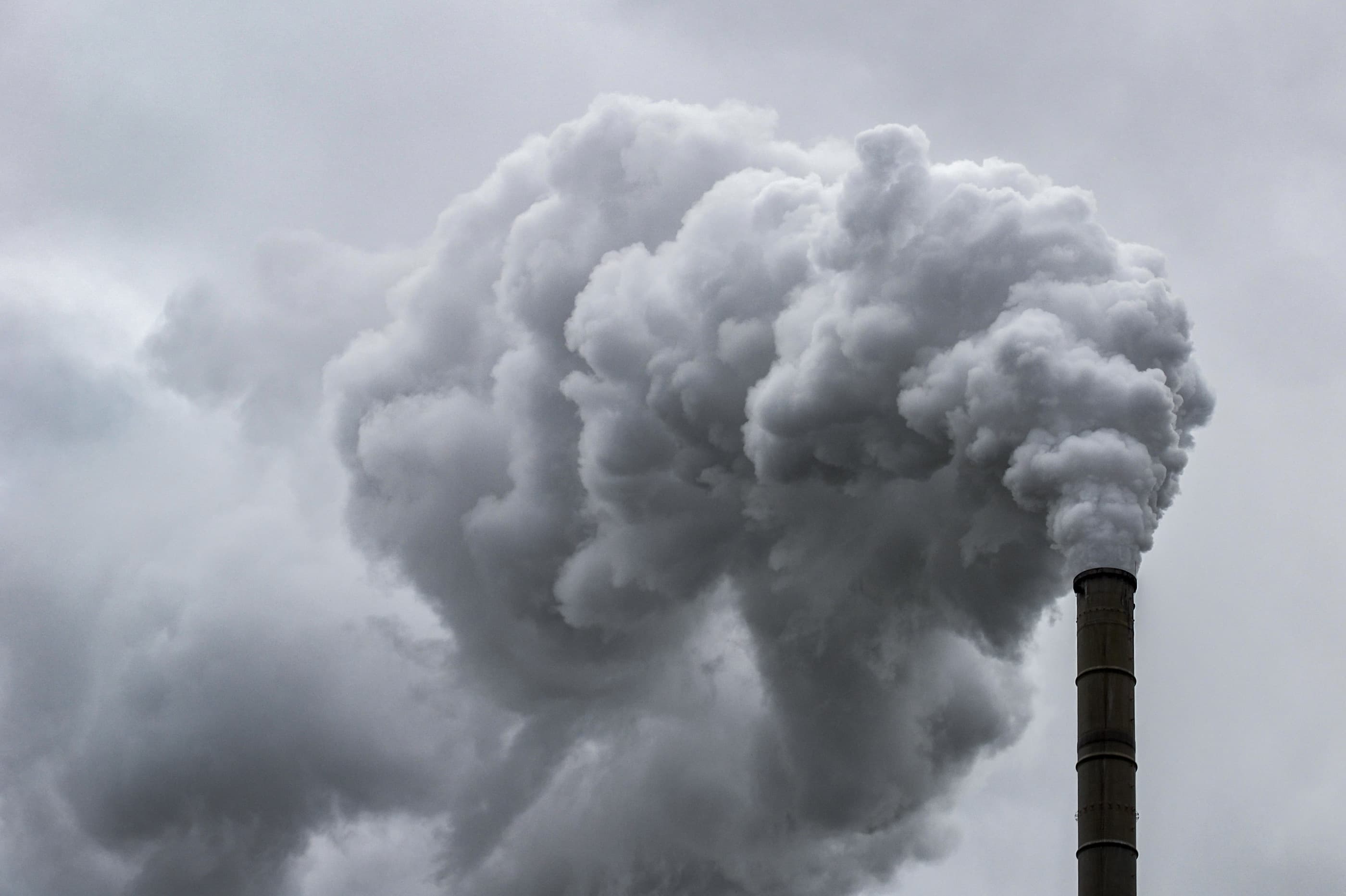 Person in the field with a pet