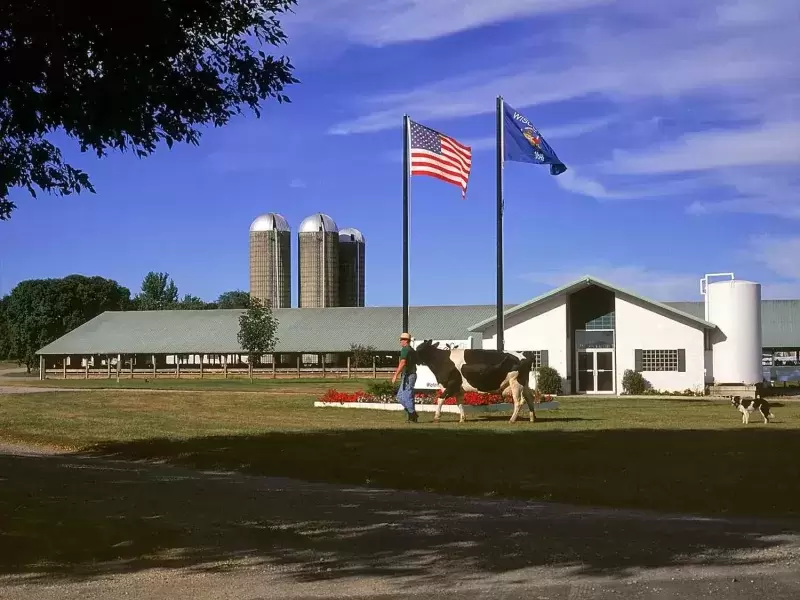 Man walking with cows in front of farm buildings with American flag flying