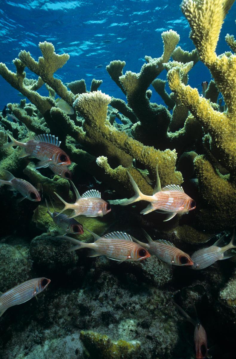 Fish swimming in a coral reef in the Bahamas