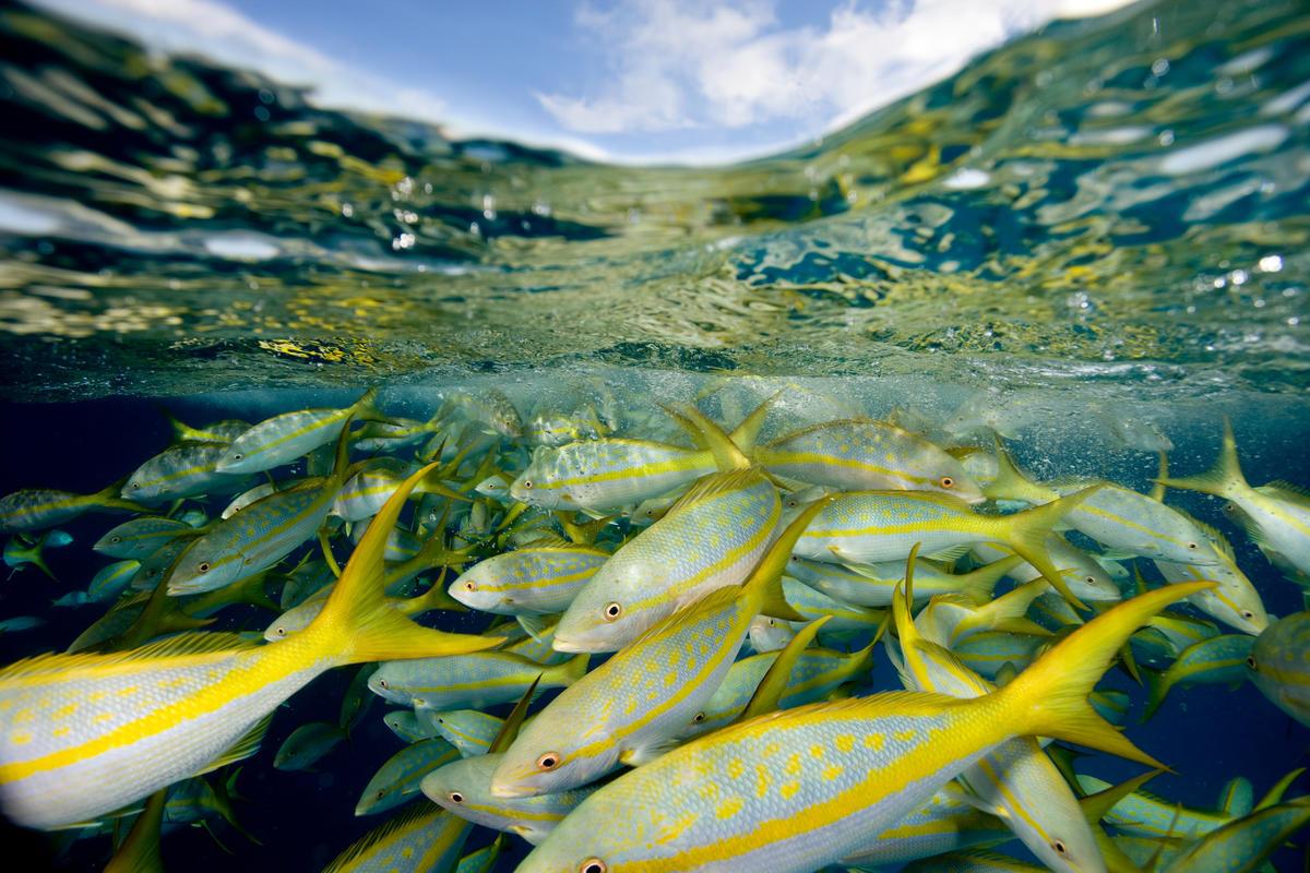 An underwater shot of colorful fish swimming just below the surface