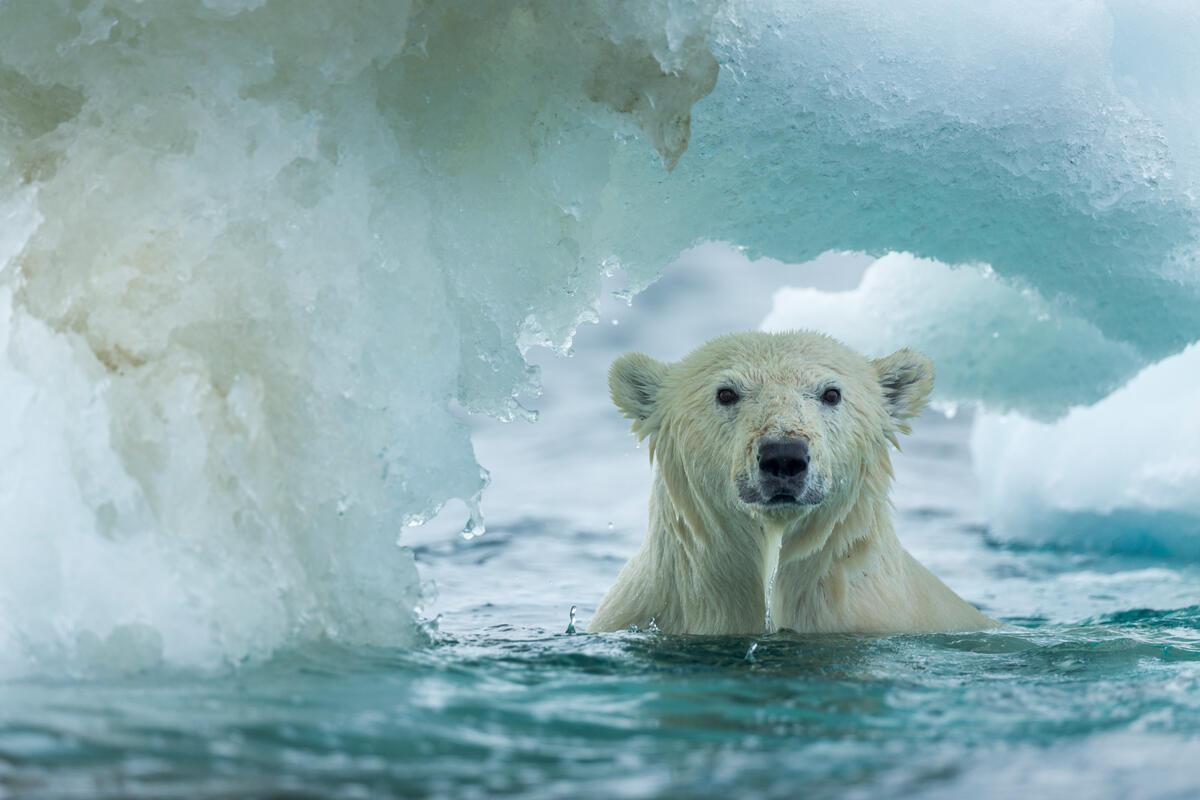 A close up of a polar bear's head emerging from the ocean