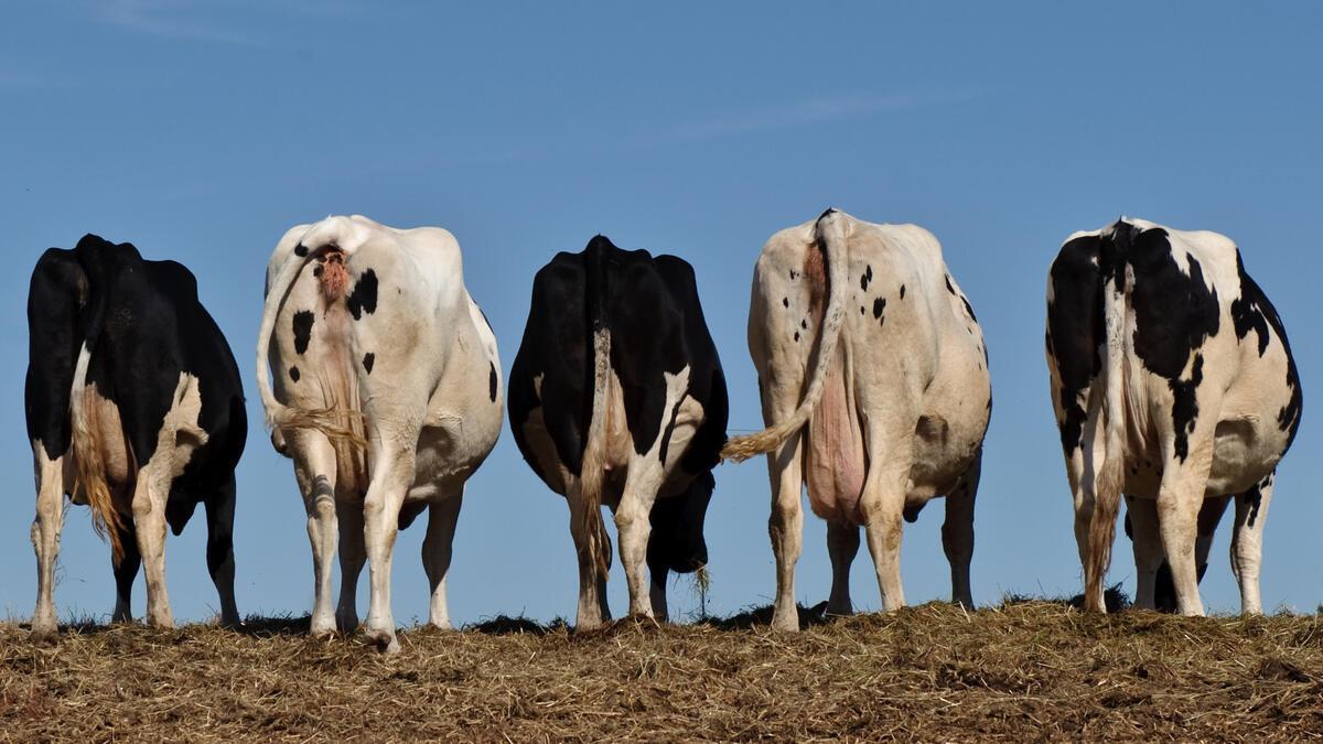 Five cows stand on the horizon with their back to the camera.