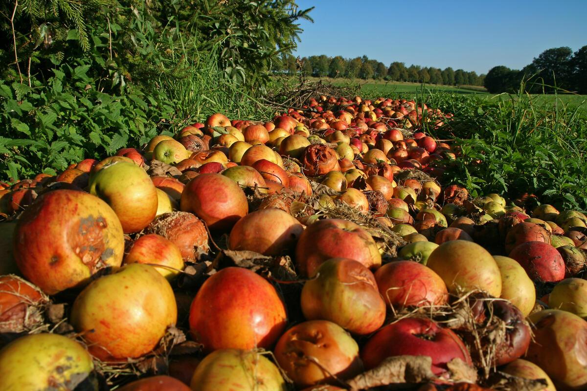 A pathway of apples on the ground slowly rotting