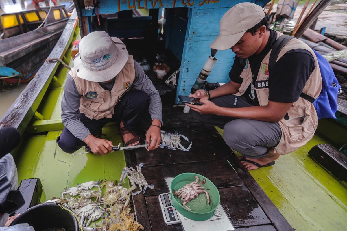 Two fishers weighing crabs on their boat