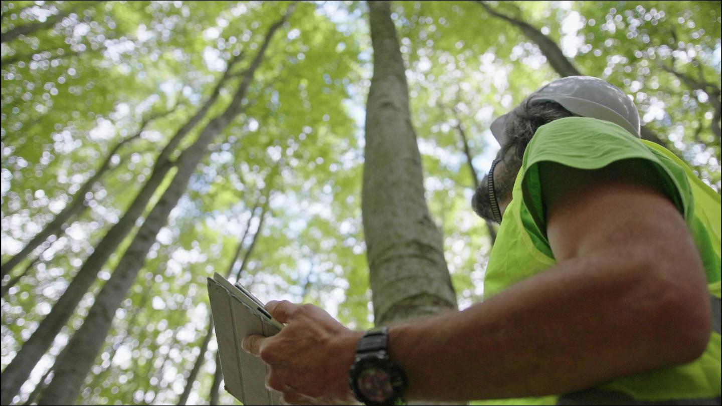 Man gazes up at treetops