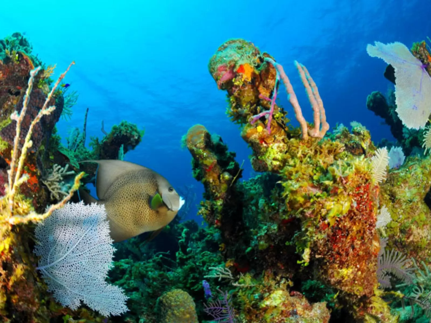 A beautiful coral reef in the Bahamas