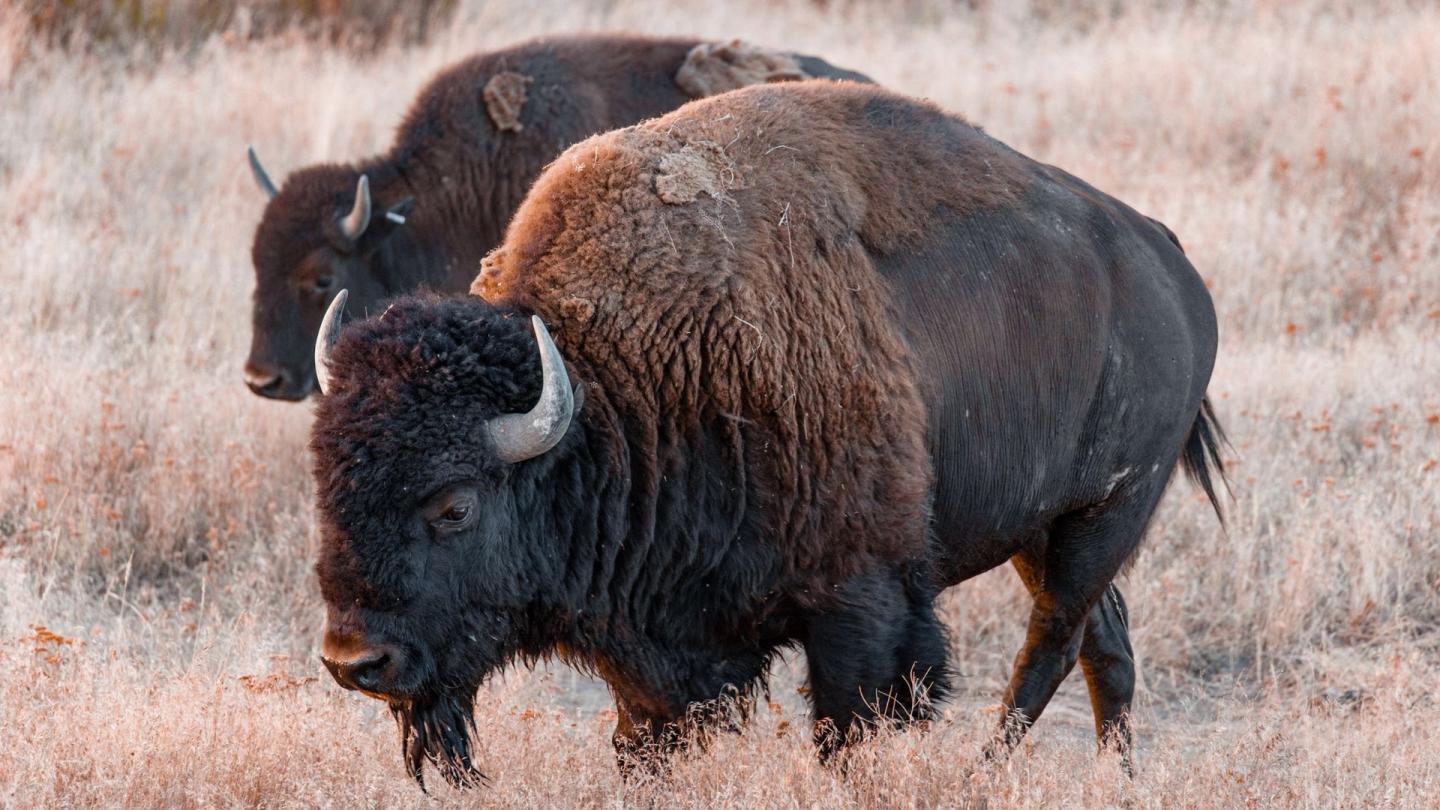 Two bison walking through a grassy plain