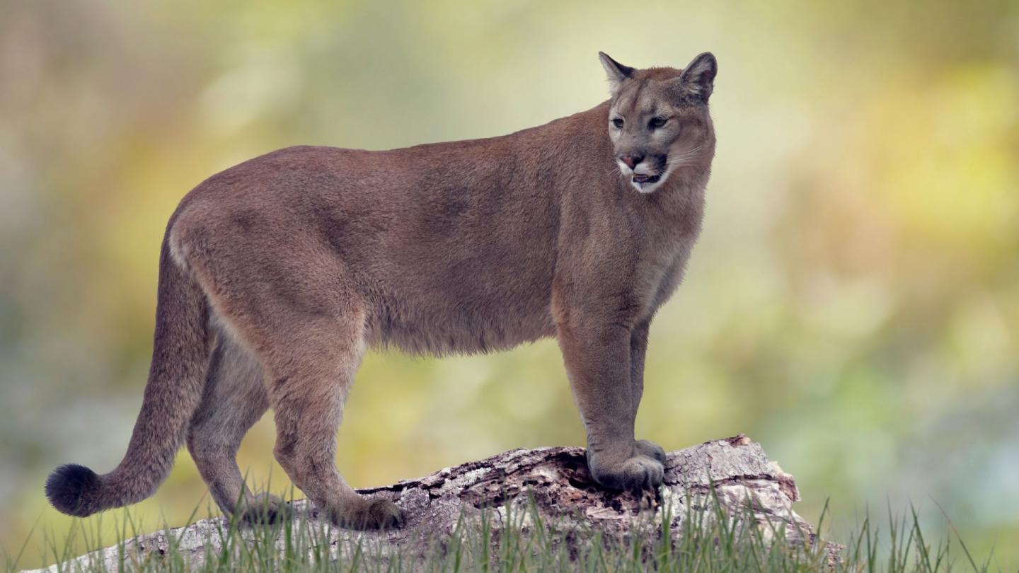 A mountain lion strikes a pose 