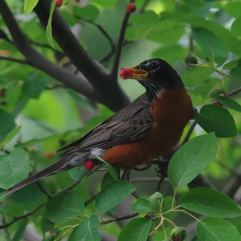 robin in a tree with a berry in its beak