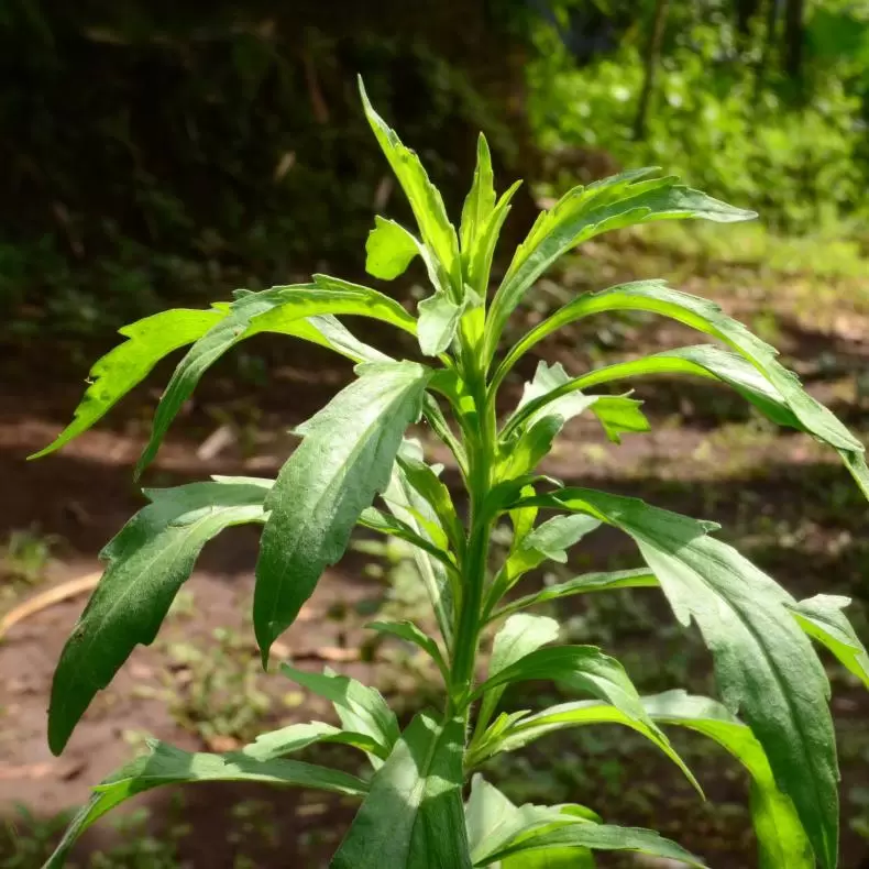 horse weed plant