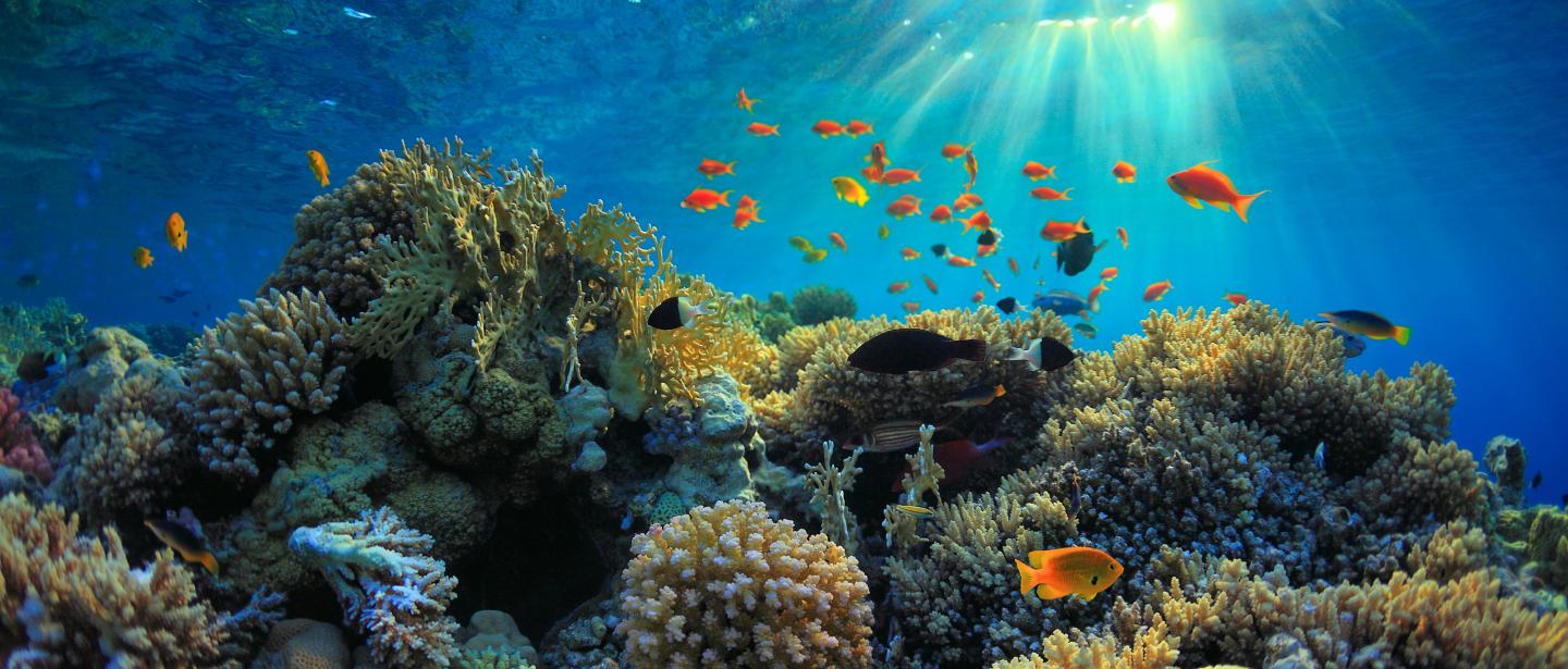 Fish swimming around a colorful coral reef in the ocean