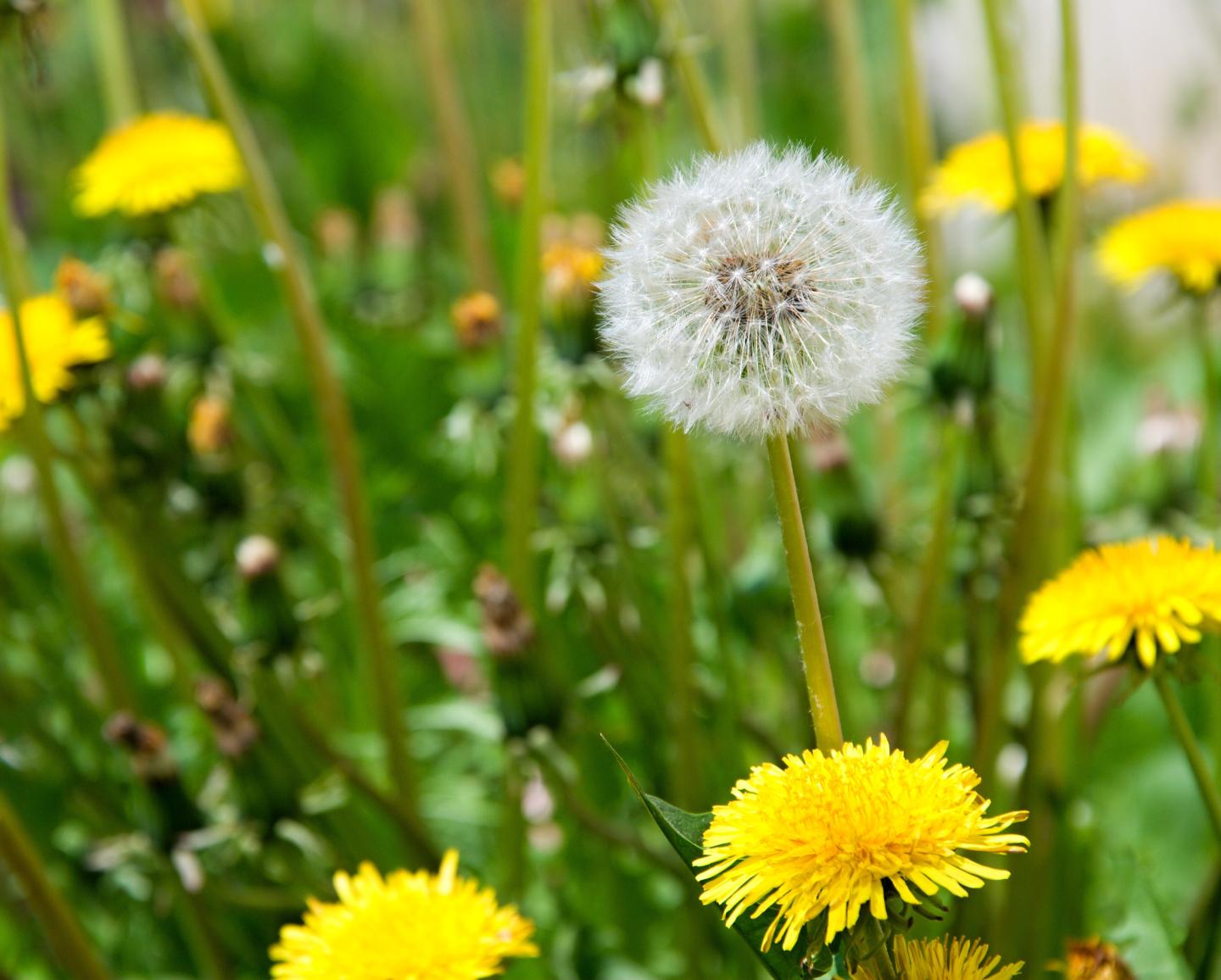 Bright yellow dandelions surround a white puffy dandelion