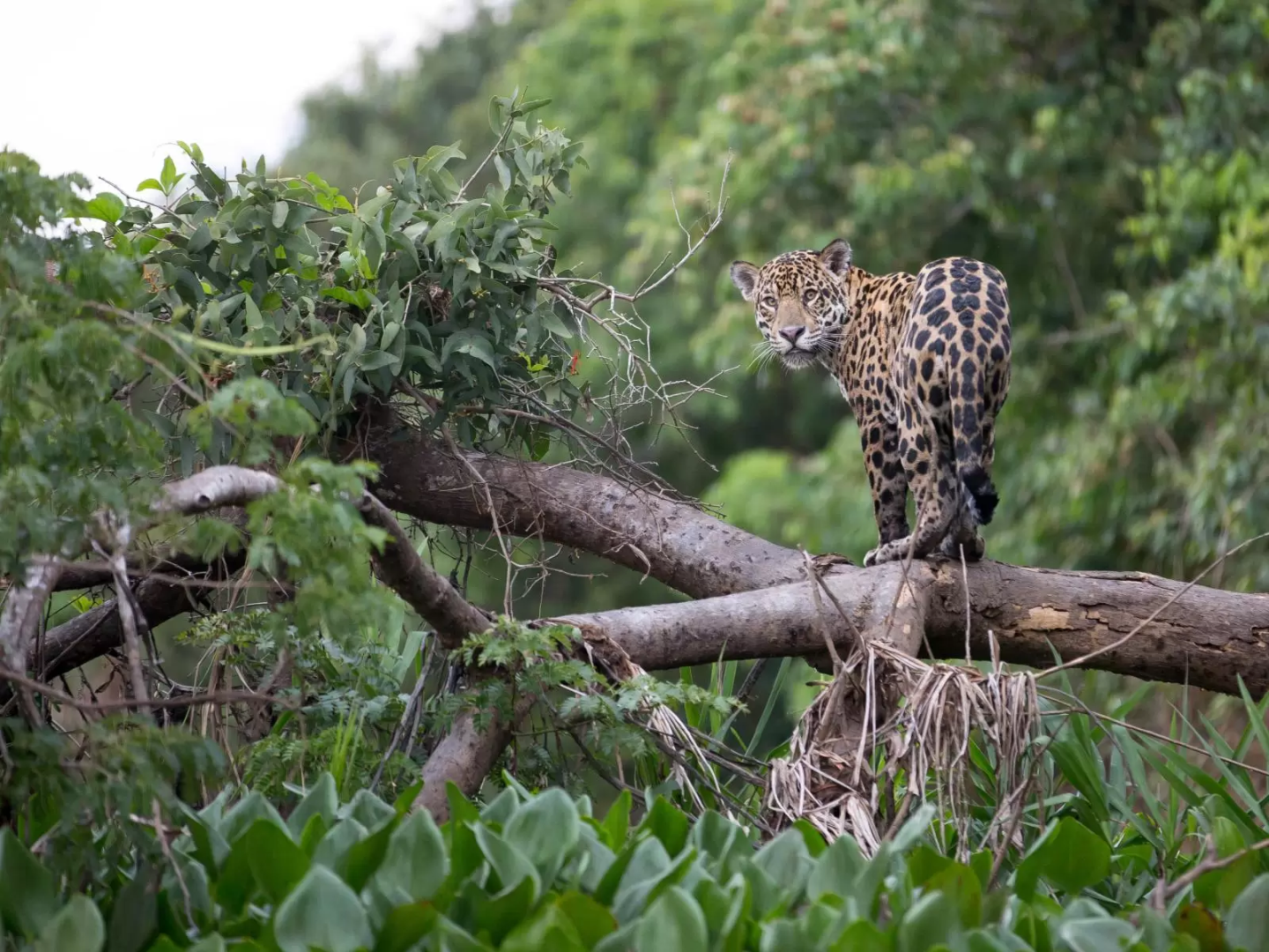 Jaguar on tree limb photographed in Brazilian Pantanal