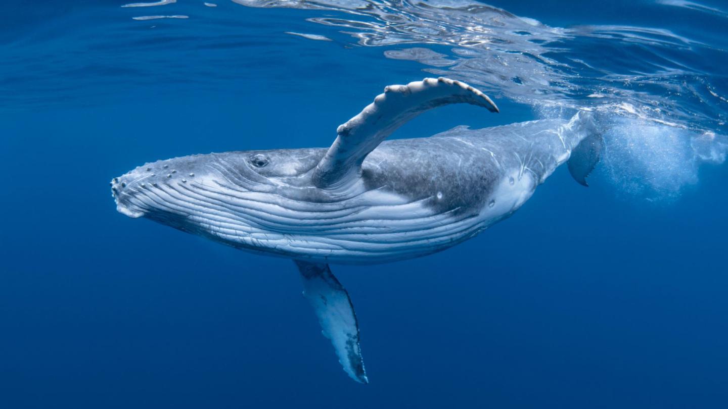 A humpback whale swimming underwater