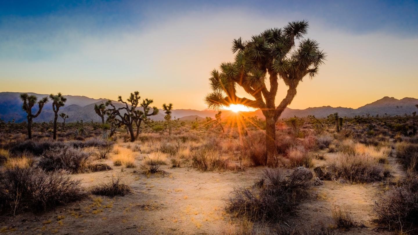  A Joshua tree in the desert as the sun rises behind it on the horizon