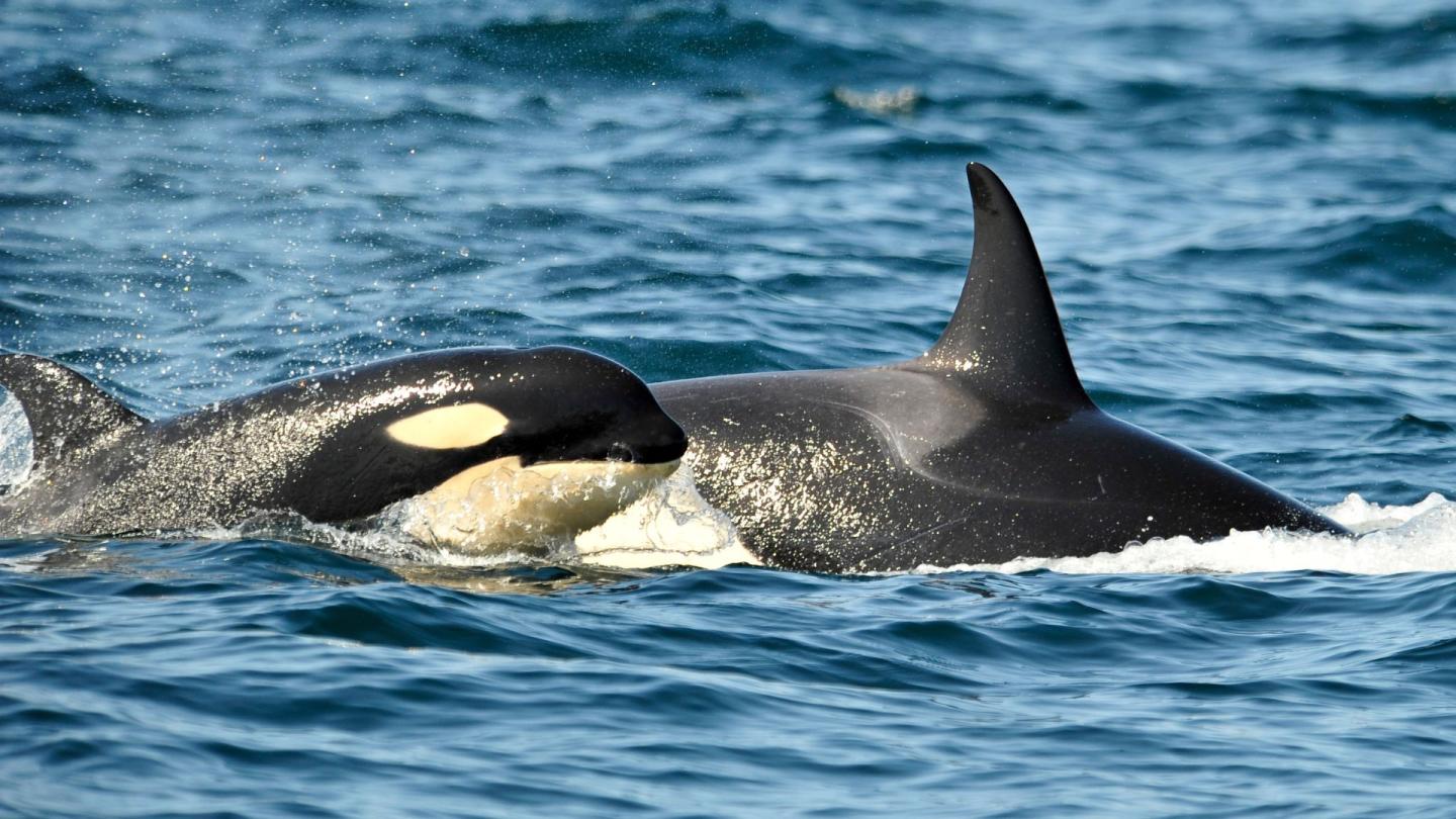 A baby orca just as it is cresting out of the water swimming next to a larger orca. Are they on their way to sink a yacht? Who's to say.