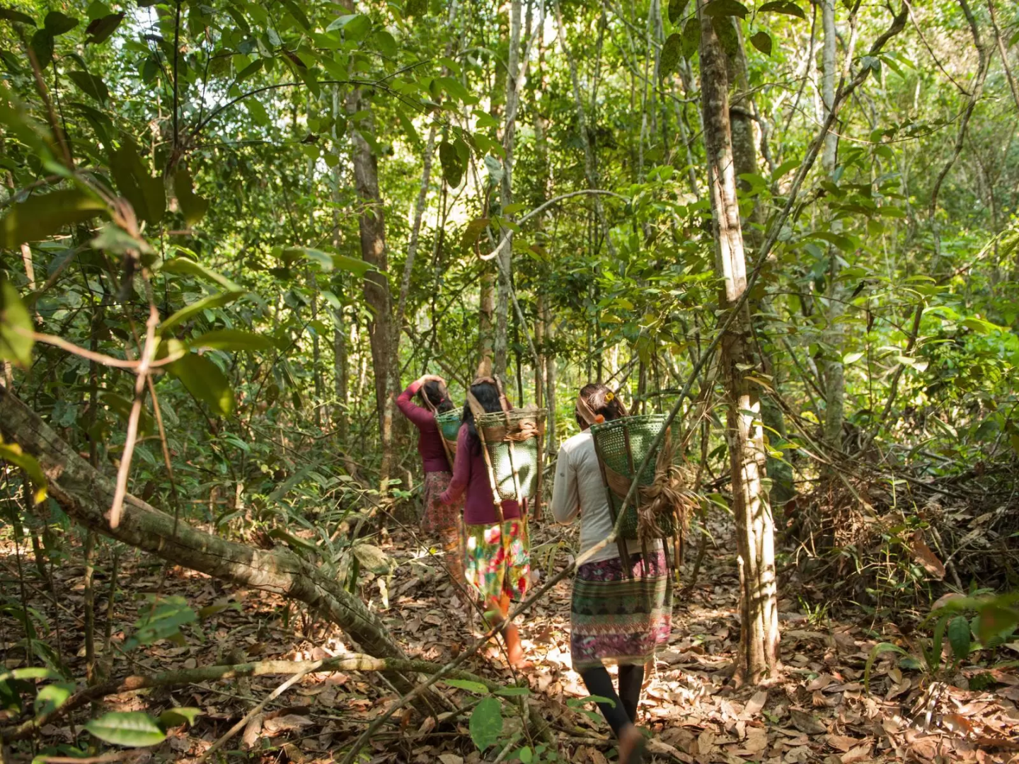 Three people walking through the rainforest