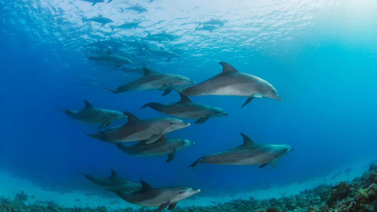 A group of dolphins swimming underwater