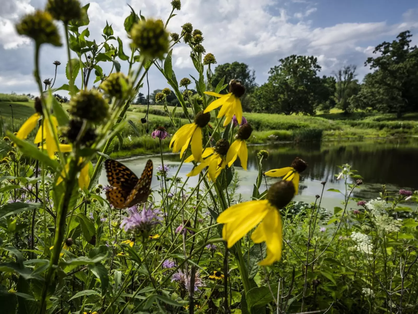 Closeup of flowers and butterfly near a pond in summertime