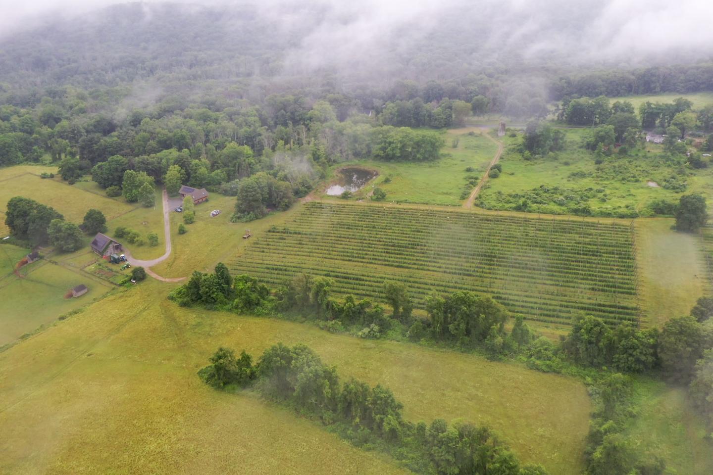 A drone shot of fields and forest