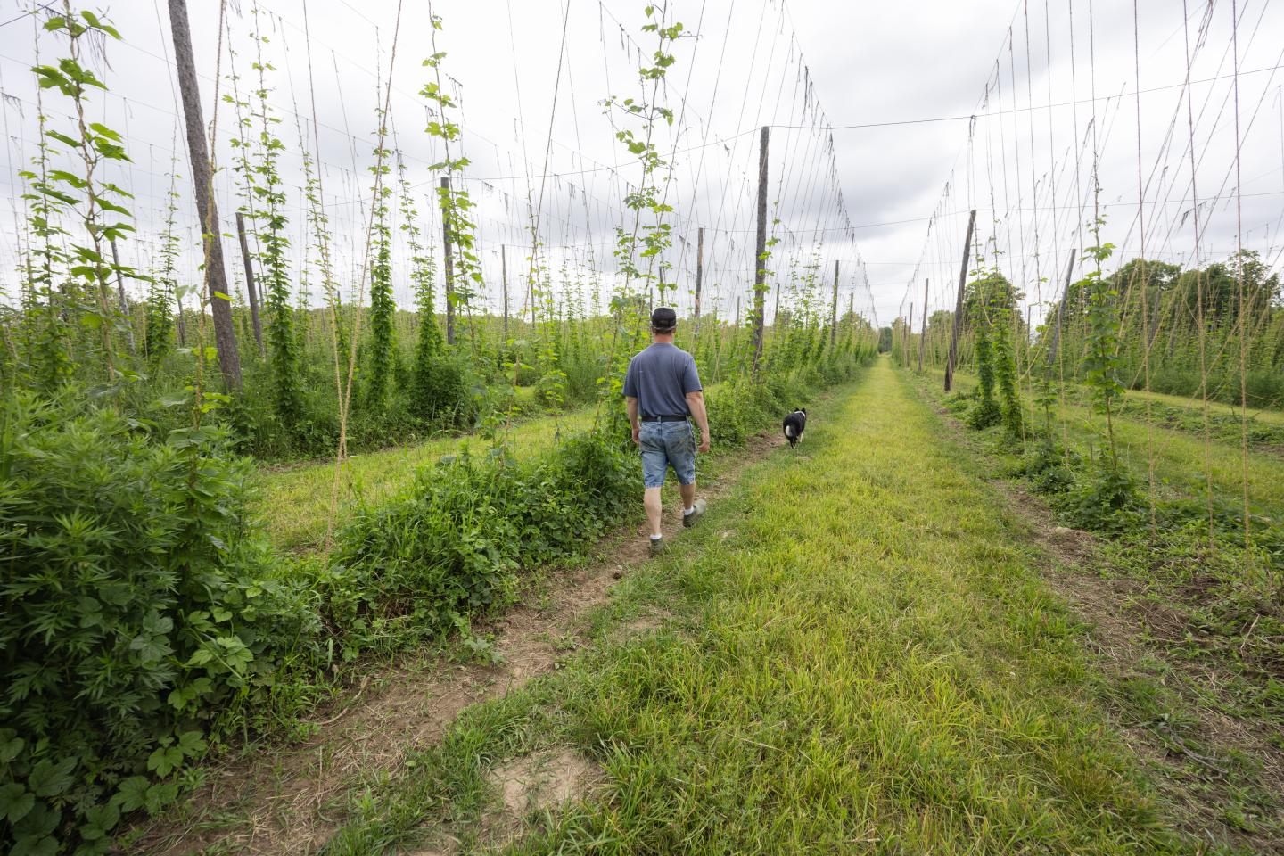 A man walks down a row of trellises with vines of hops growing up them
