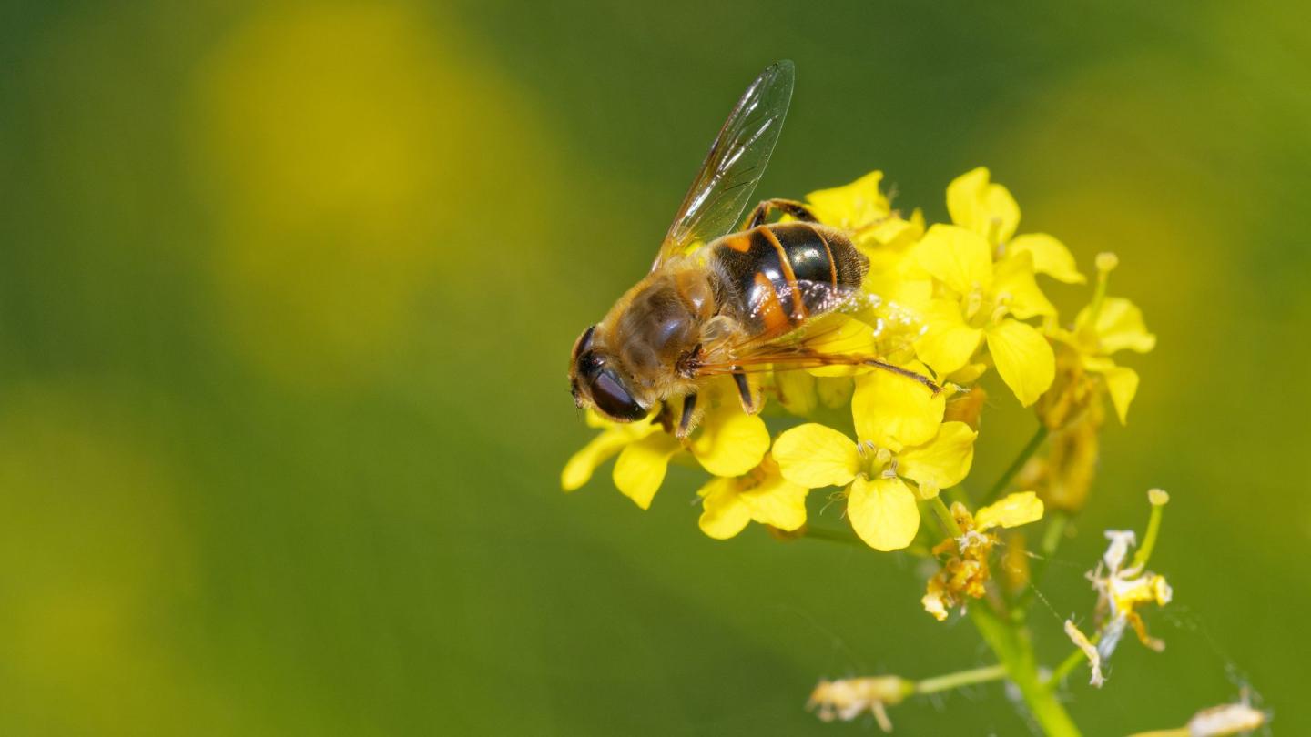 A bee landing on a flower