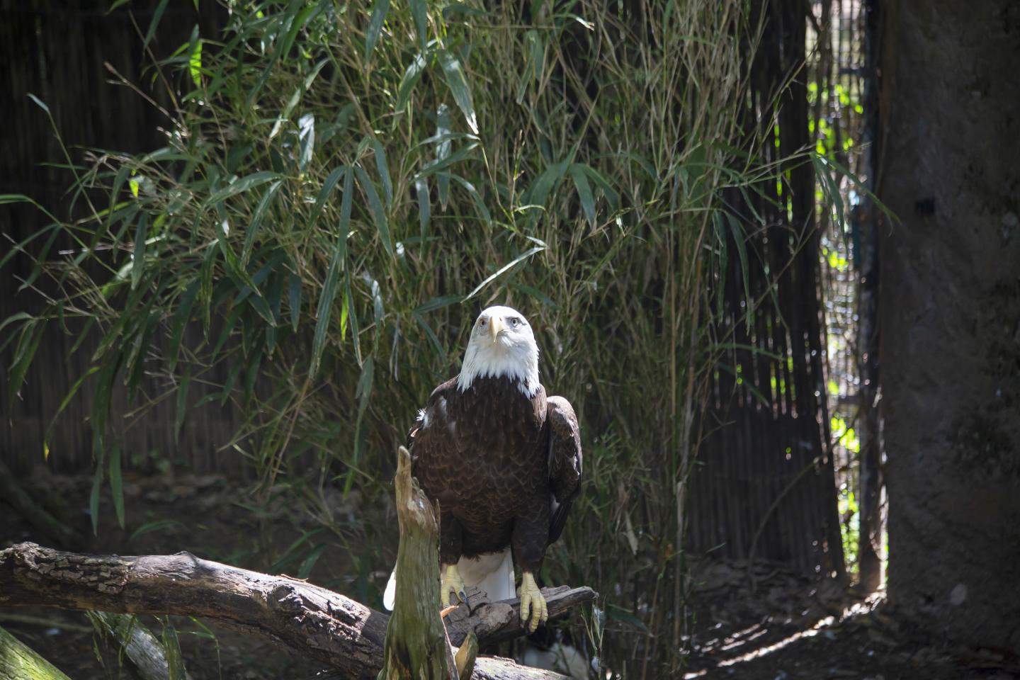 A bald eagle perched on a branch in the wetlands