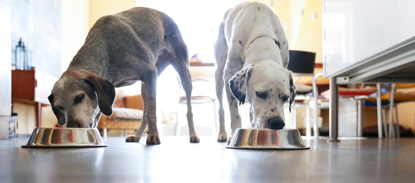 Two dogs eating out of metallic dishes