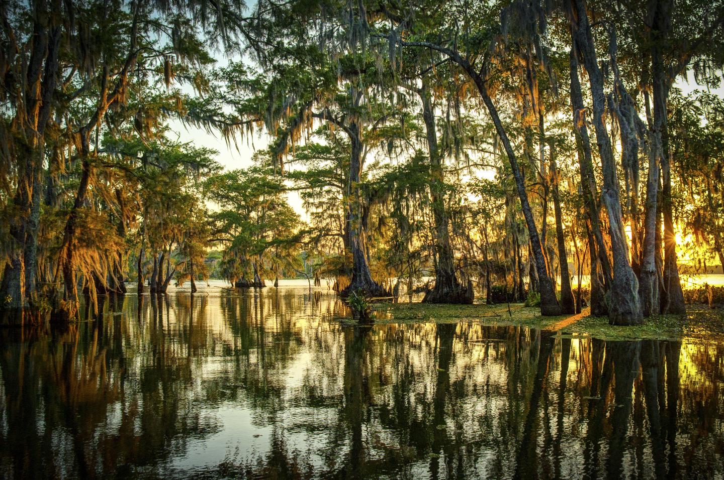 Trees rising out of reflective water in wetlands