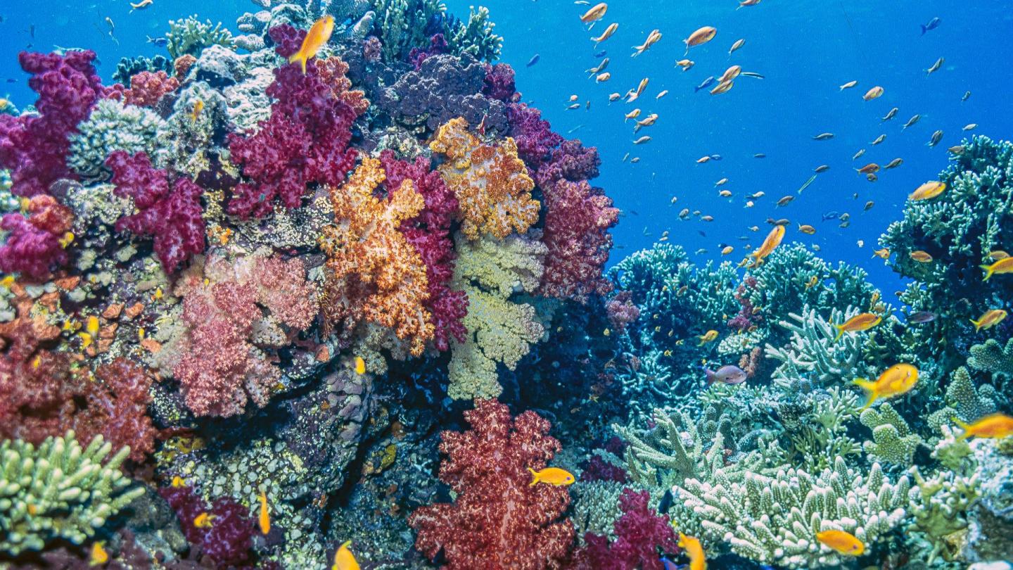 A close up of colorful coral reef