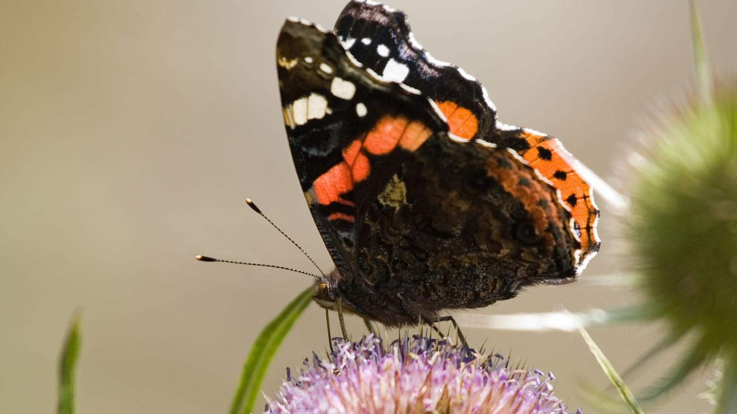 A red admiral butterfly sitting on a pink flower