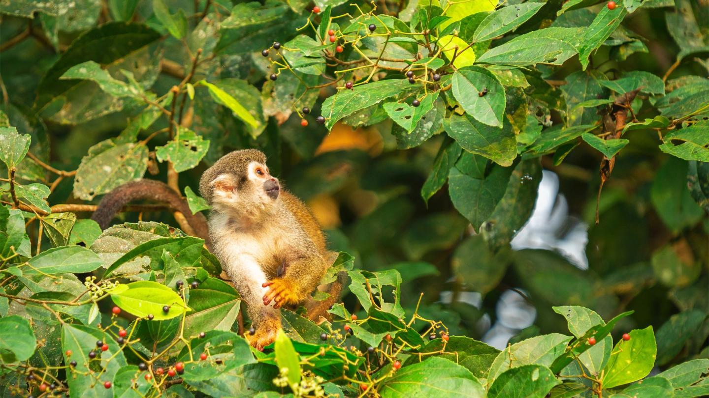 A squirrel monkey enjoys the trees after a late night partying in Yasuni National Park