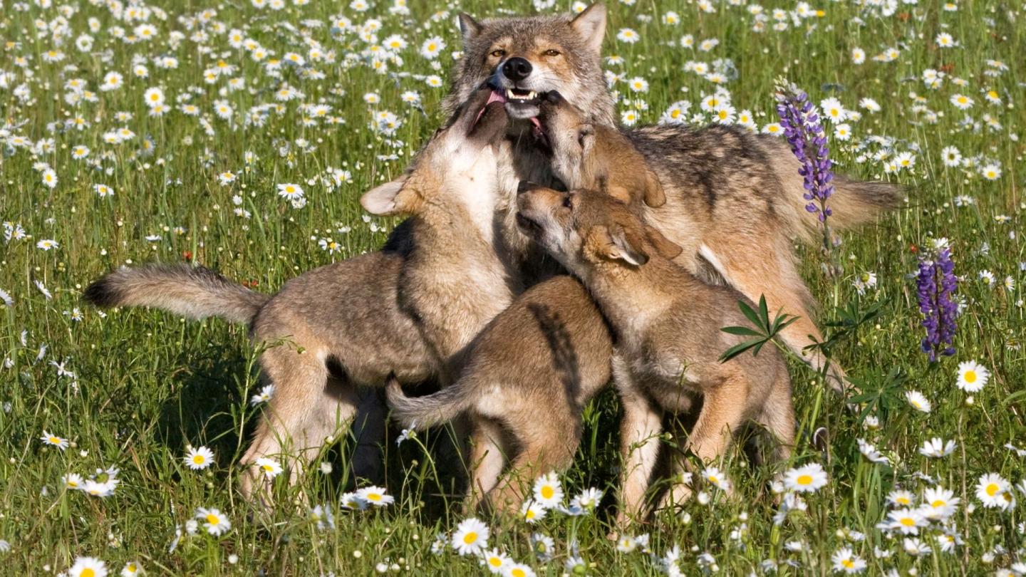 Some gray wolf cubs playing and how could wolves be dangerous when they're this cute?