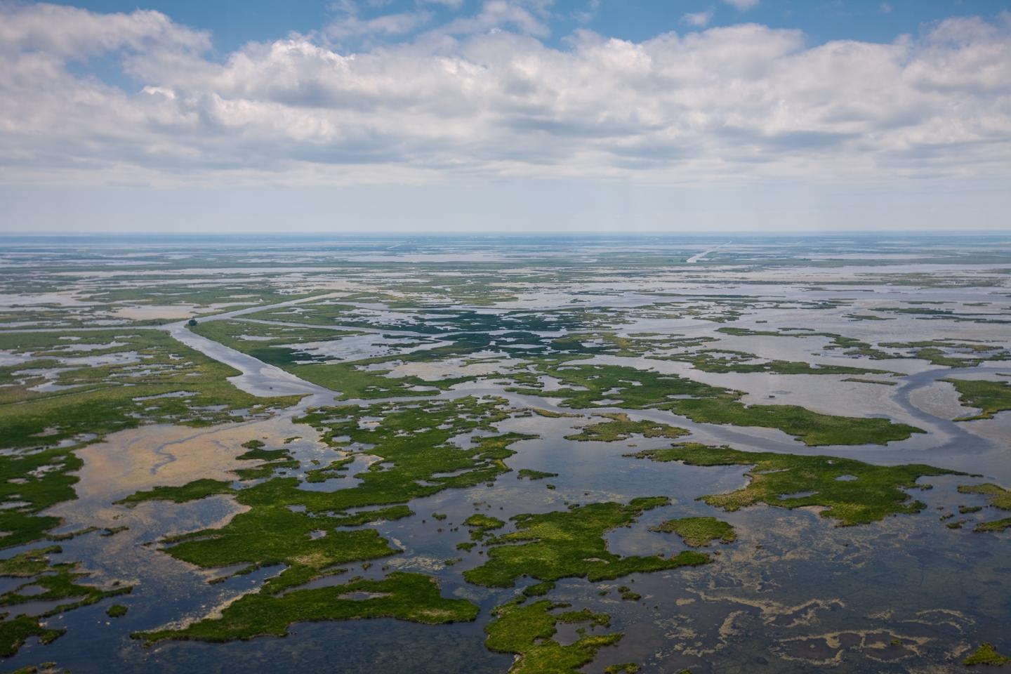 A sprawling shot of the Louisiana wetlands