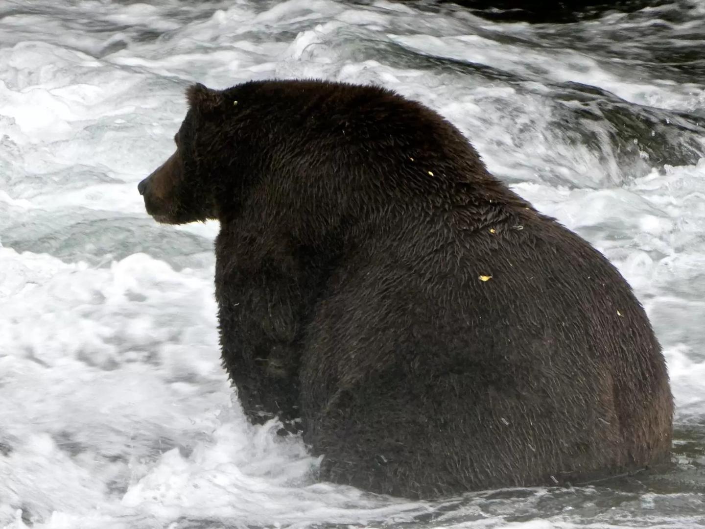 A massive bear sitting in the rapids of a stream