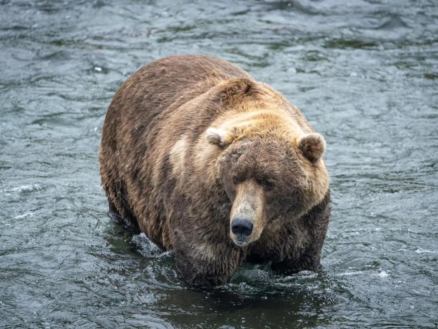 A very fat brown bear stands in a stream