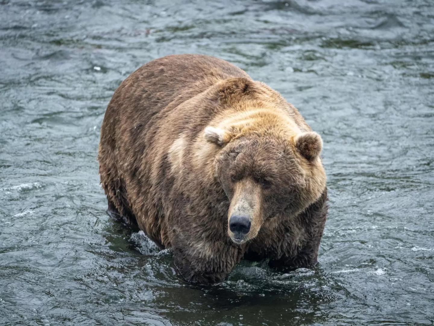 A very fat brown bear stands in a stream 