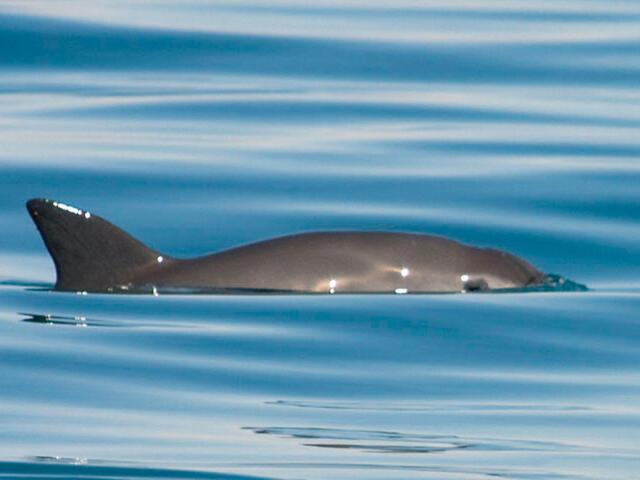 A vaquita breaking the water's surface