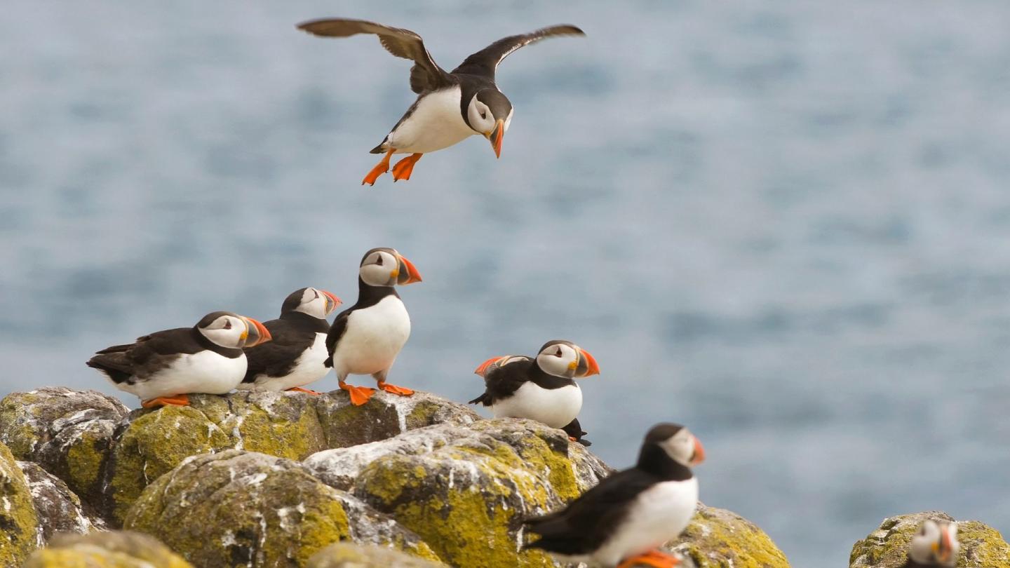 A bunch of adorable Atlantic puffins on a rock. Seriously, just the cutest birds.