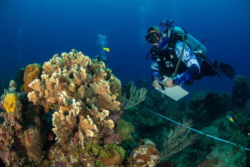 A marine biologist assesses coral reef health underwater