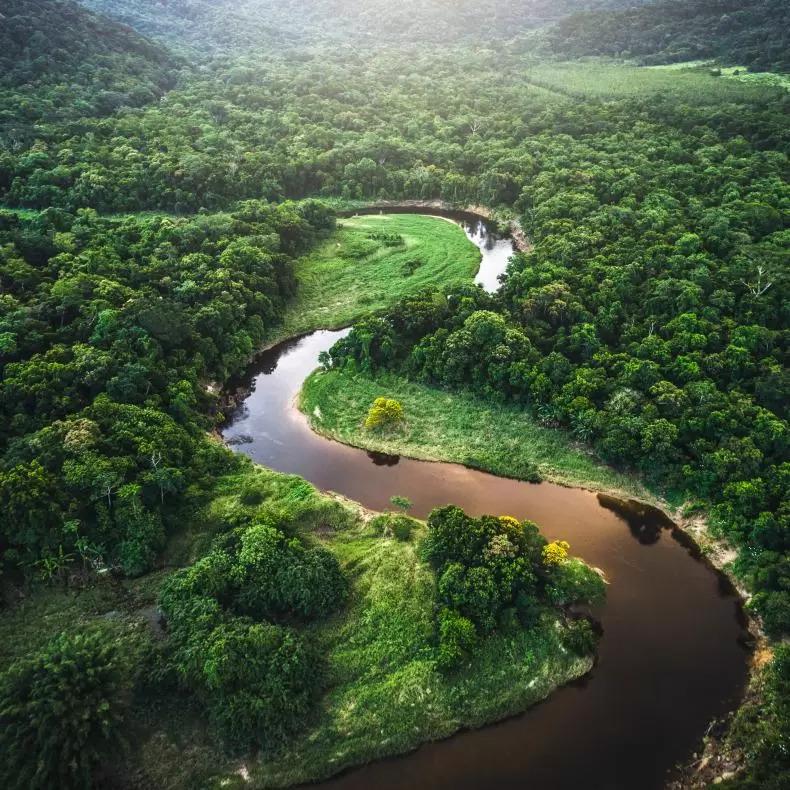 A river winds through rainforest