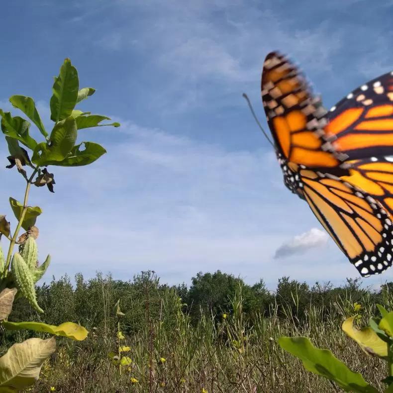 A monarch butterfly flying near a field