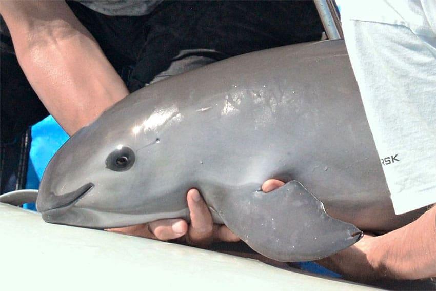 A vaquita calf that is being lowered into the water by people