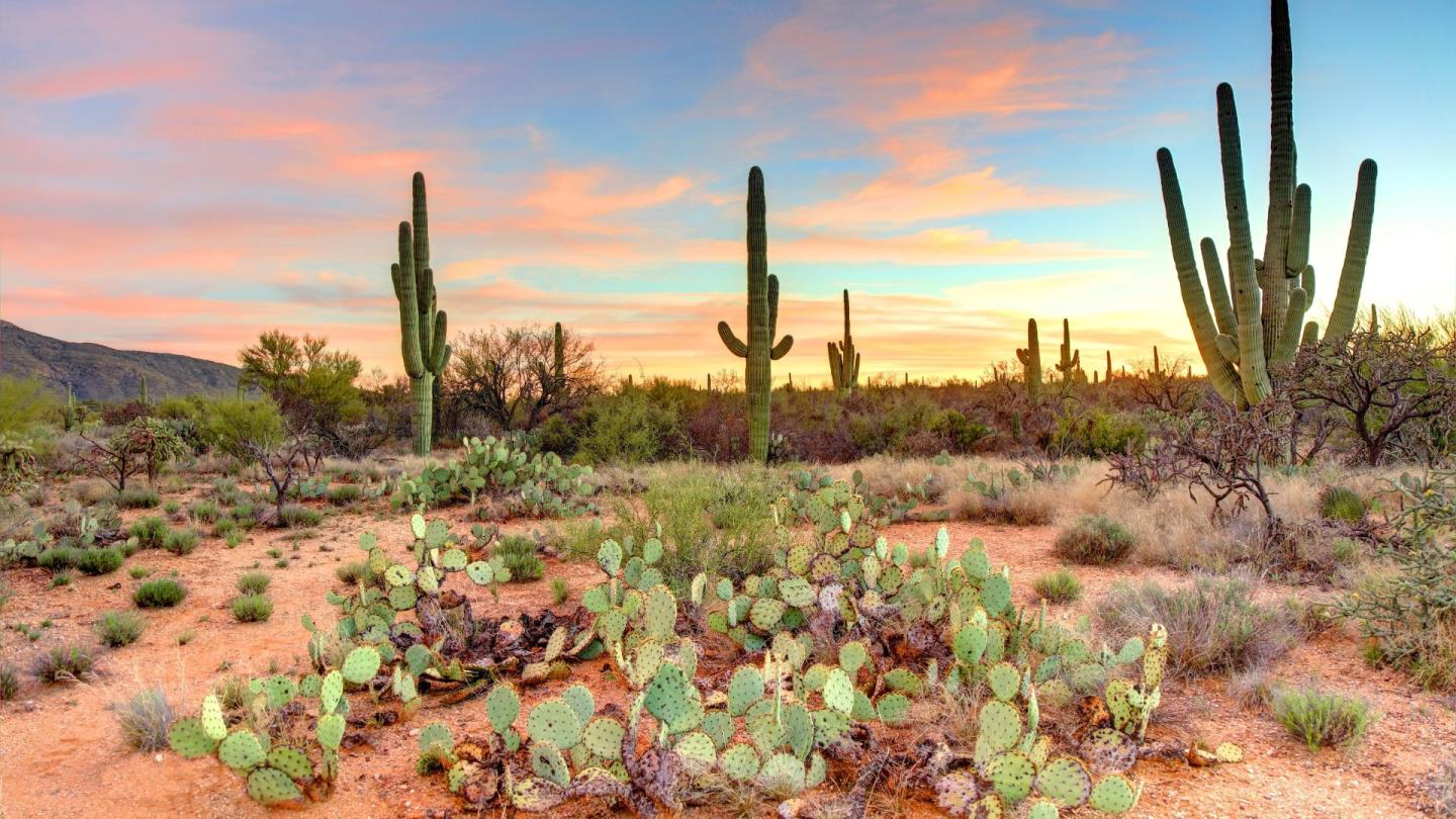 A desert landscape rife with cacti because what else could it be when the story is about Arizona?