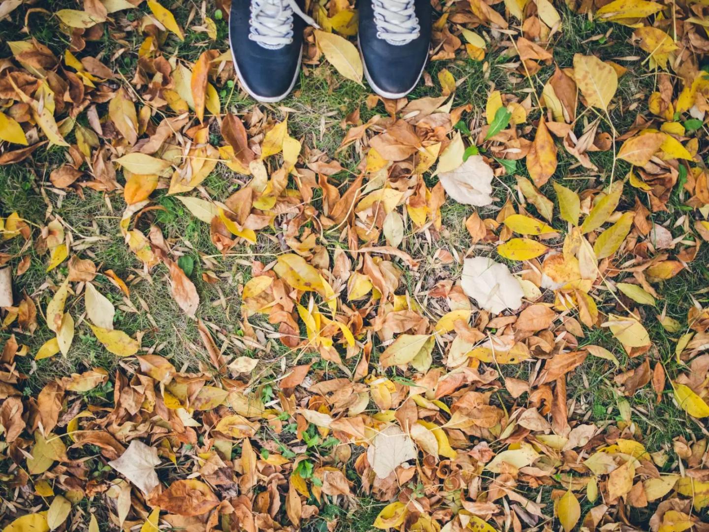 A pair of shoes at the edge of a bunch of leaves on the ground