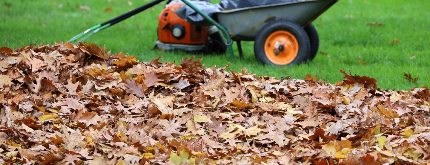 Leaves in the foreground with a wheelbarrow in the background