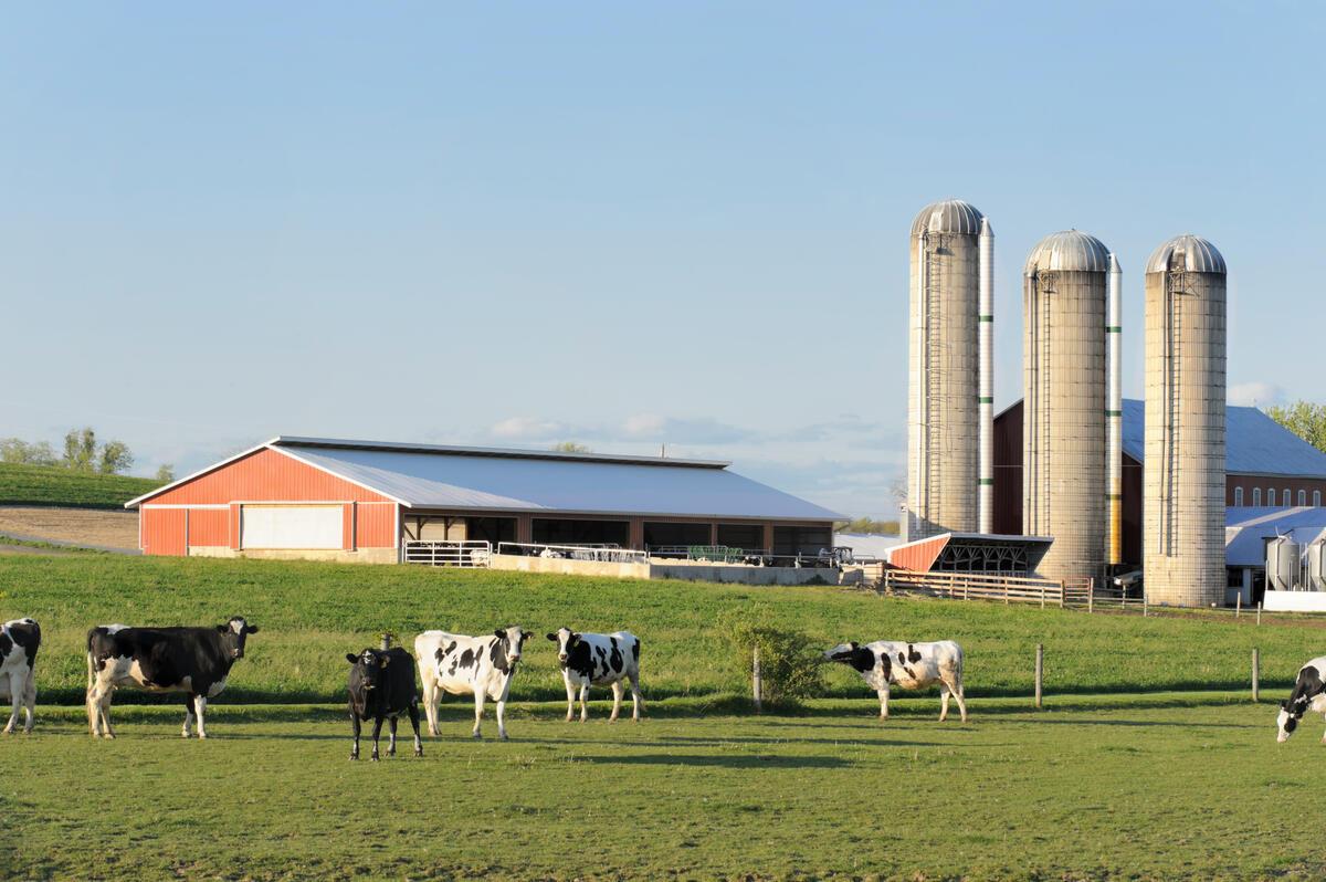 A dairy farm with silos and a barn in the background and cows in the foreground 