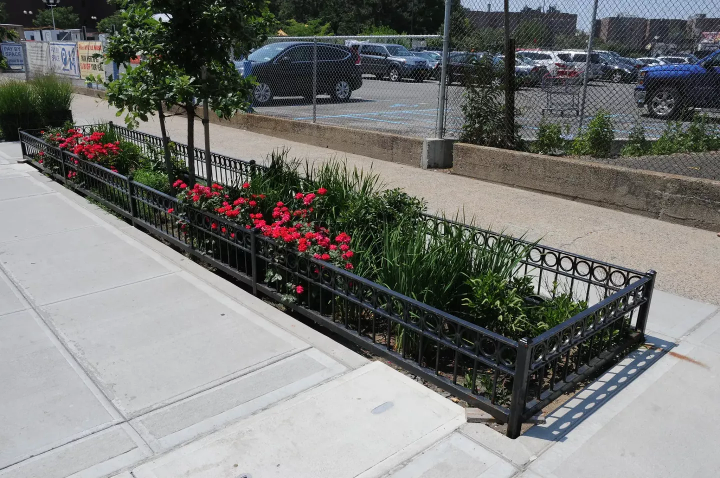 A flowering rain garden surrounded by a black fence