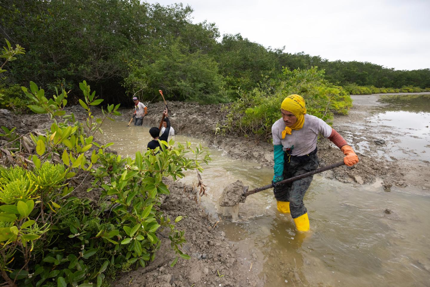 Crabbers in Ecuador digging a trench to connect water to the mangrove forest
