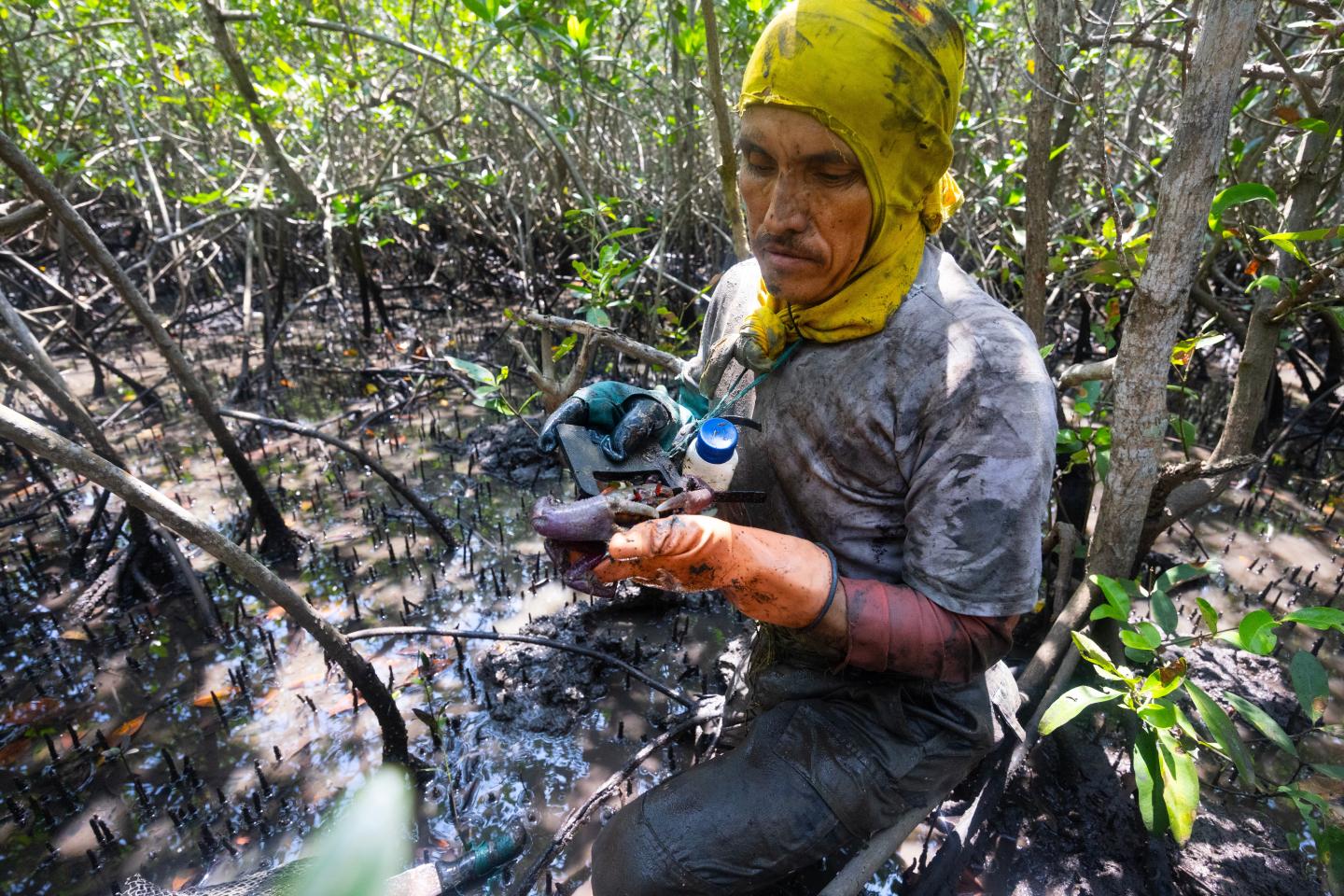 José Ordinola measuring a red crab in a mangrove forest